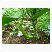 ECO☆CRZのプチ菜園～今 ...