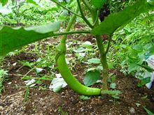 ECO☆CRZのプチ菜園～今年も緑のナスの季節～