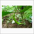 ECO☆CRZのプチ菜園～今年も緑のナスの季節～