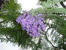 ジャカランダの花を見に行ってきた♪ ジャカランダの花を見に行ってきた♪