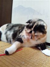 パラダイスで作業♪ パラダイスで作業♪