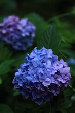 雨の日の紫陽花