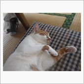 ニャン♪