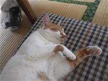 ニャン♪