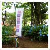 旅)宗吾霊堂あじさい祭り