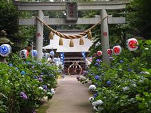 紫陽花「磯山神社」