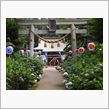紫陽花「磯山神社」