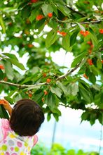 チェリーハントフェスティバルin信州中野