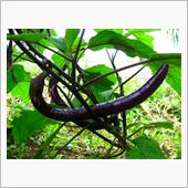 ECO☆CRZのプチ菜園～s ...