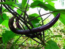 ECO☆CRZのプチ菜園～sexyなヒモナス～