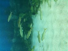 サンシャイン水族館