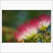 昭和記念公園へ花撮り散策