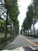 メタセコイヤ並木道に　行ってみたい