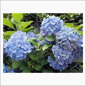 『紫陽花のうた』～ｵﾘｼﾞﾅ ...