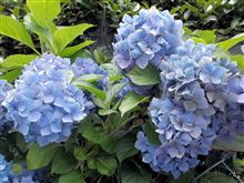 『紫陽花のうた』～ｵﾘｼﾞﾅﾙ動画～