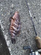夕食前に釣り！