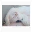 猫の寝顔が...