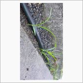 今年の夏は野菜栽培