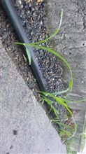 今年の夏は野菜栽培