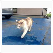ネコの突発性前庭疾患・・その ...