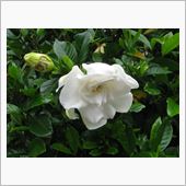 薔薇のようなクチナシの花