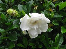 薔薇のようなクチナシの花
