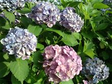 種松山公園西園地の紫陽花が満開でした☆