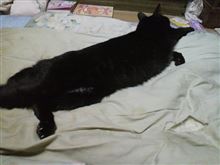 ネコが起こしにも来た～