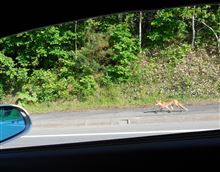 キツネ・旅行記録
