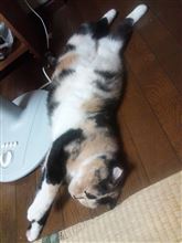 お揃い（&#180; 3｀)