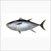きゅーきょくのクルマ。