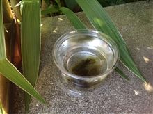 喰われると可哀想なので、