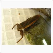 高級昆虫タガメ