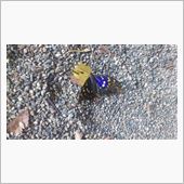 何かいいことが・・