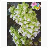 西大寺の花火♪