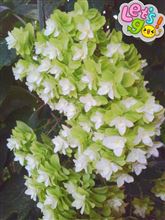 西大寺の花火♪
