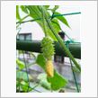 ECO☆CRZのプチ菜園～不思議なトゲトゲ～