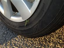 お出迎え(⌒▽⌒)