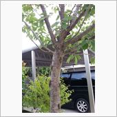 桜の木が(゜ロ゜;