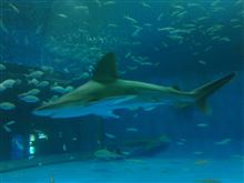 島根アクアスNSXツーリングへ同行(その③)アクアスの動物たち☆ 島根アクアスNSXツーリングへ同行(その③)アクアスの動物たち☆