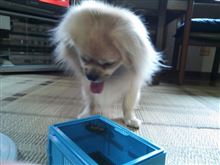 セミと大和