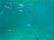 早～い夏休みのレポート　八重山の海　その1