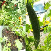 庭先レポ～ト家庭菜園のその後