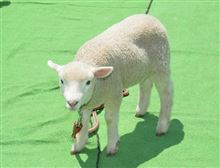 休むつもりが・・・ 休むつもりが・・・