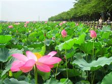 川越 伊佐沼の古代蓮