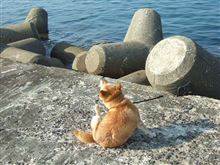 夏といえば海ですよね~ 夏といえば海ですよね~
