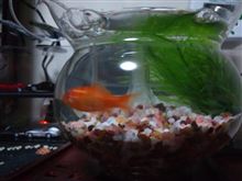 金魚はじめました男子倶楽部活動報告