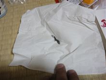 夏の影響か・・・　((((；ﾟДﾟ)))ｶﾞｸｶﾞｸﾌﾞﾙﾌﾞﾙ