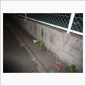 道ばたに