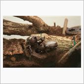 カブトムシ